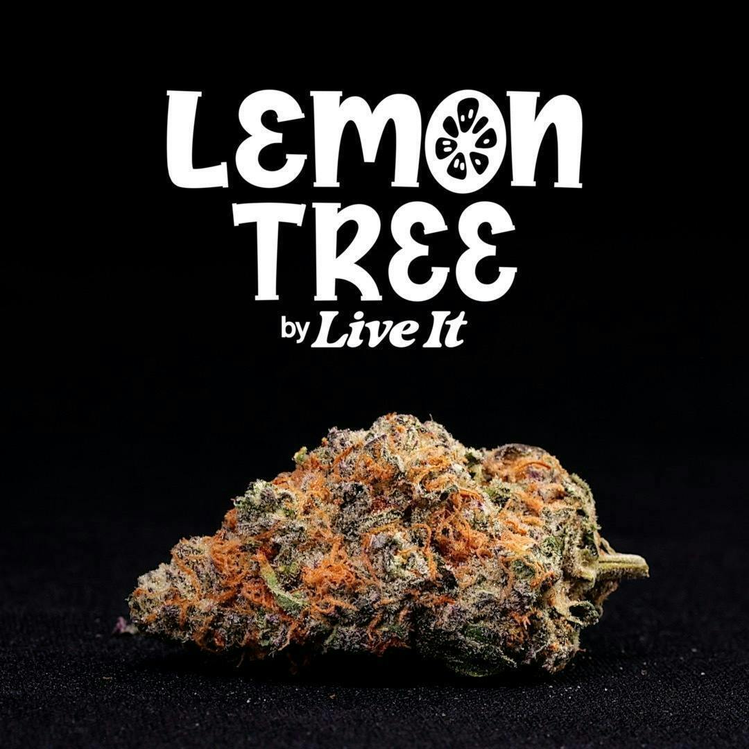 Live It - LIVE IT | LEMON TREE | BIG BUDS - 1