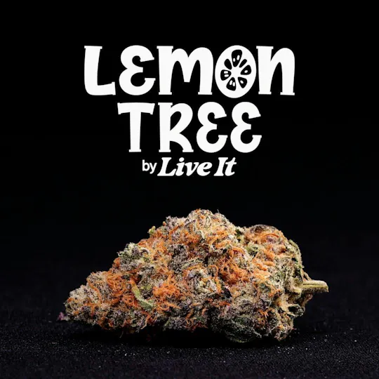 Live It - LIVE IT | LEMON TREE | BIG BUDS - 1