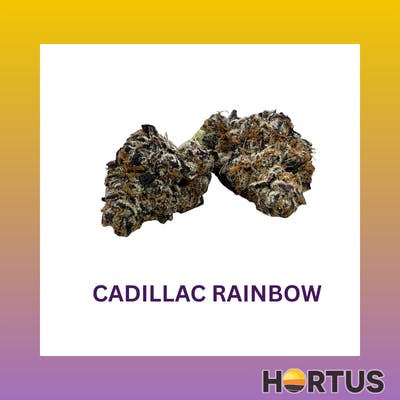 Hortus - Cadillac Rainbow - 1
