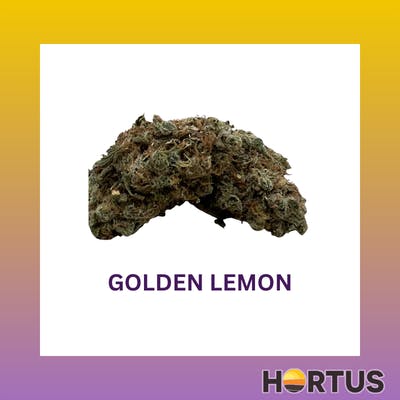 Hortus - Golden Lemon - 1