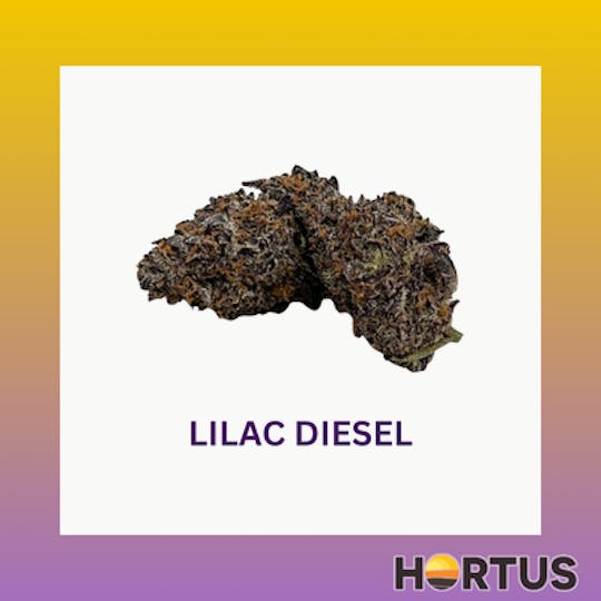 Hortus - Lilac Diesel - 1