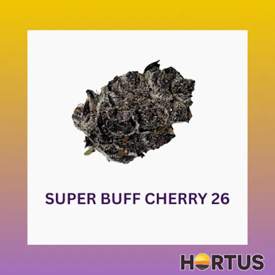 Hortus - Super Buff Cherry - 1