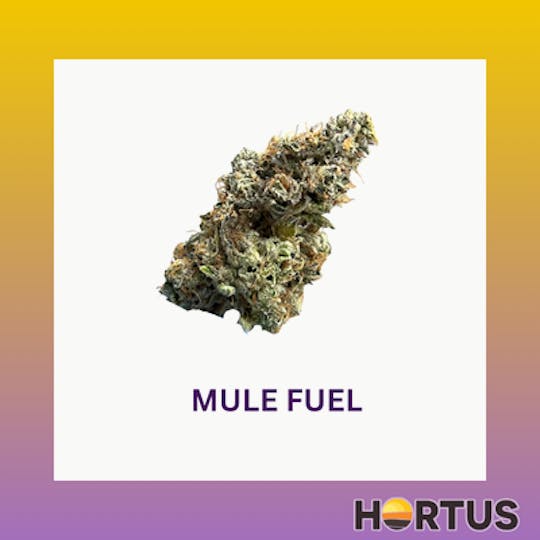 Hortus - Mule Full - 1