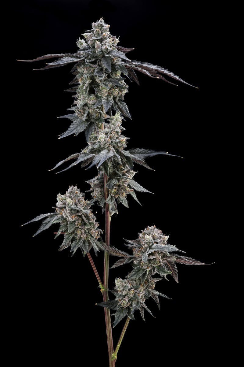 AETHER FIELDS - Aether Fields | Zordon Breath | Big Buds | 3.5g - 1