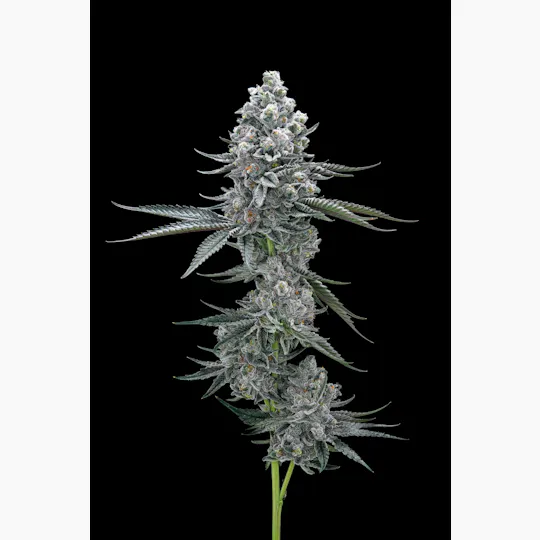 AETHER FIELDS - Aether Fields | Headlightenment | Big Buds | 3.5g - 1