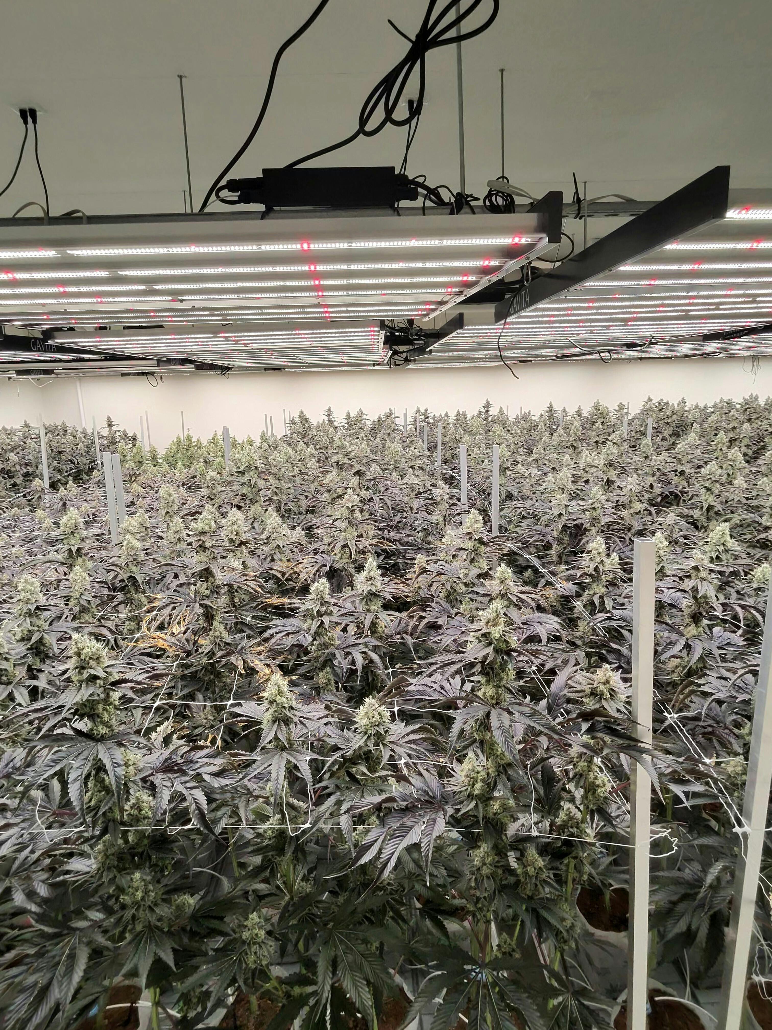 Farmer's Cup - Hash Burger - 1