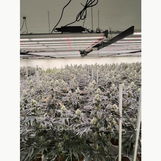 Farmer's Cup - Hash Burger - 1