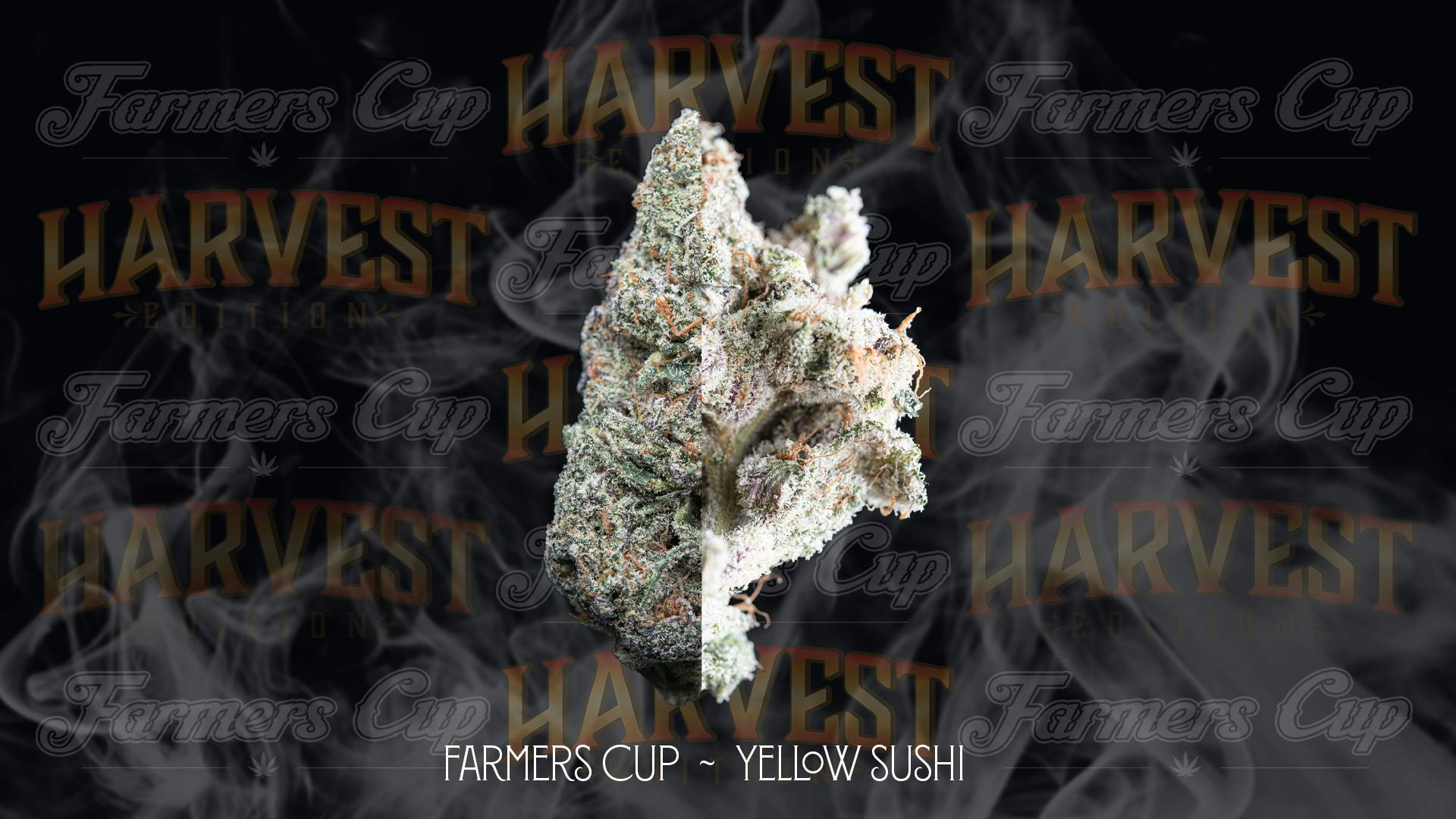 Farmer's Cup - Yellow Xushi - 1