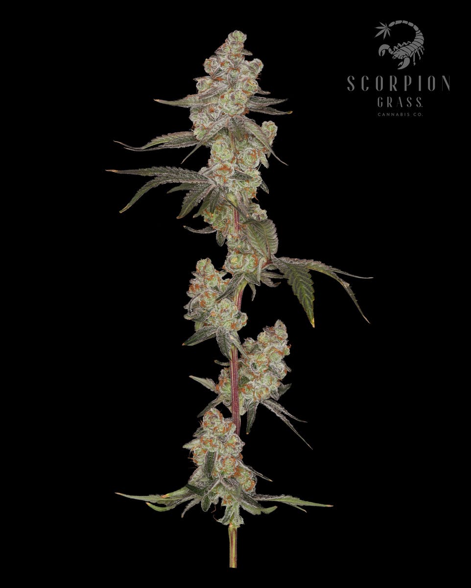 Scorpion Grass - Glitter Bomb Flower - 1