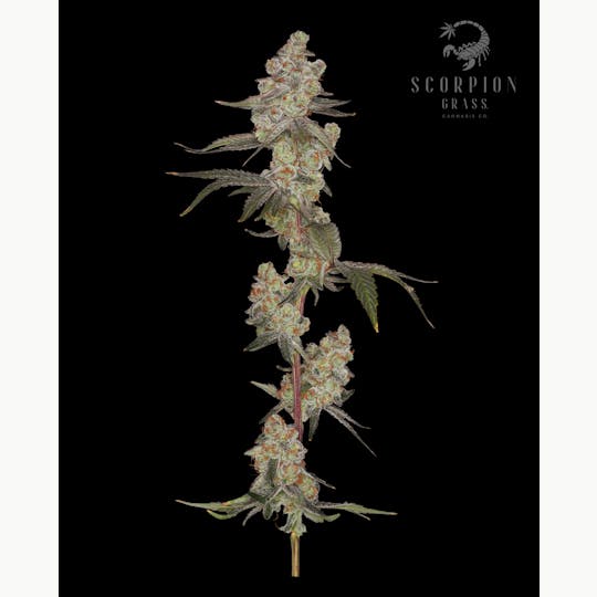 Scorpion Grass - Glitter Bomb Flower - 1