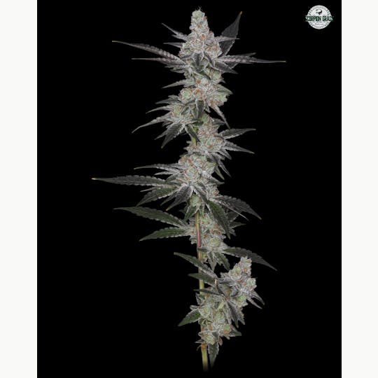 Scorpion Grass - Lemon Brulee Flower - 1