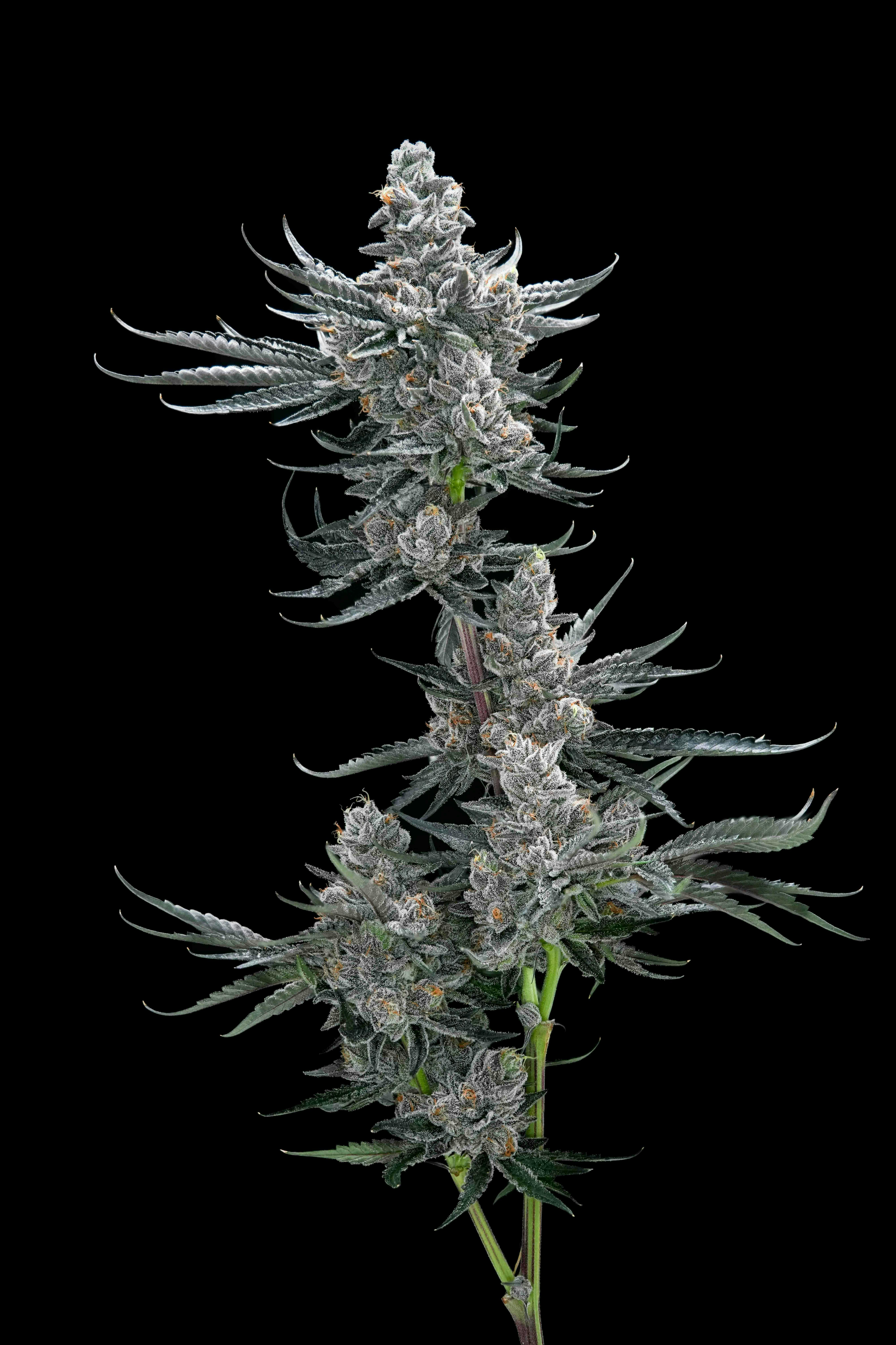 AETHER FIELDS - Aether Fields | Marsmalade | Big Buds | 7g - 1