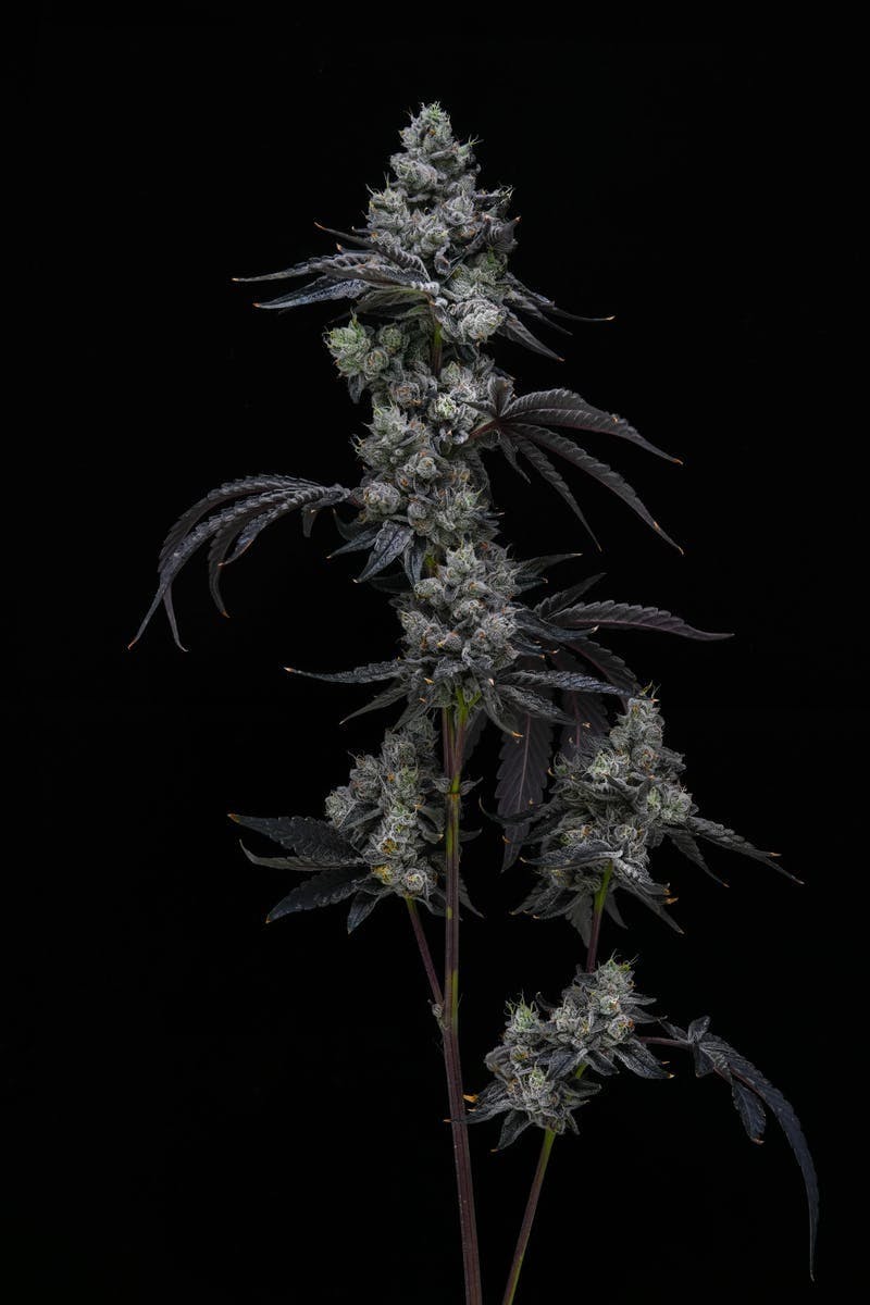 AETHER FIELDS - Aether Fields | Gelatosphere | Big Buds | 14g - 1