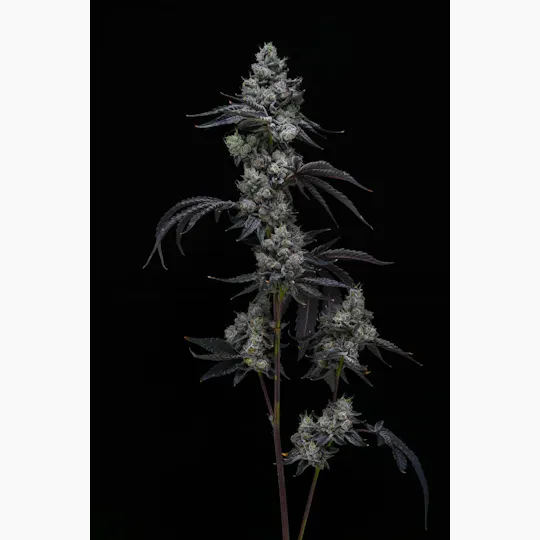 AETHER FIELDS - Aether Fields | Gelatosphere | Big Buds | 14g - 1