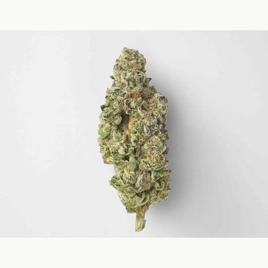 House of Sacci - SUNNY Z 1 OZ PREMIUM FLOWER - 1