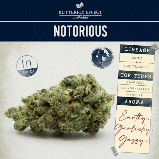 Butterfly Effect - Grow Ohio - Notorious - 14.15g Flower - 1