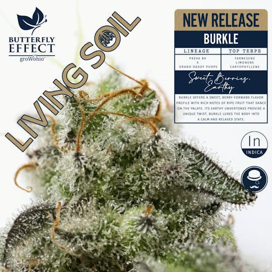 Butterfly Effect - Grow Ohio - Burkle - 2.83g Living Soil Flower - 1