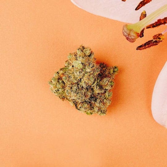 Medizin - Hawaiian Mints | 3.5g - 1