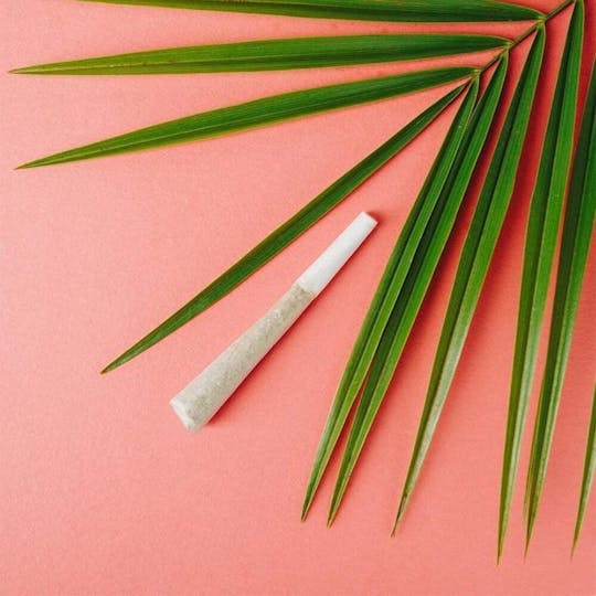 Medizin - Daily Grape Pre Roll | 1g - 1