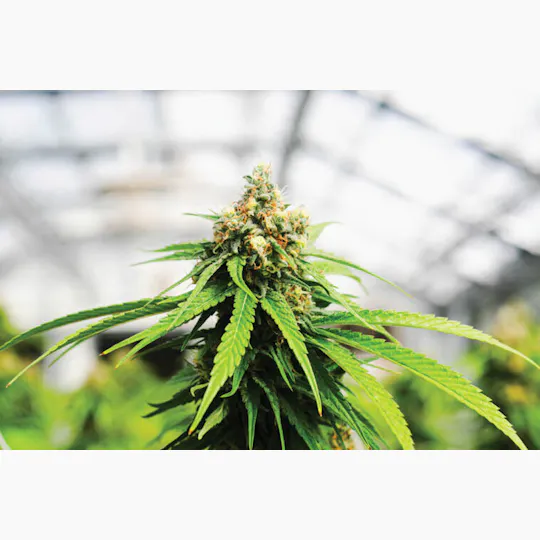 Bald Peak - Oregon MAC Bulk Flower - 1