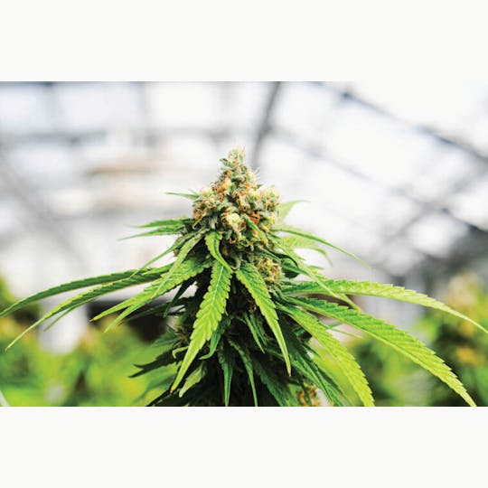 Bald Peak - Papaya x Honey Bananas Bulk Flower - 1