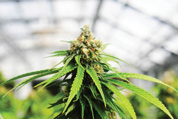 Bald Peak - Strawberry Remedy #9 Bulk Flower - 1