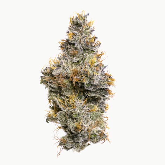 Fig Farms - Sherbanger F2 - 1
