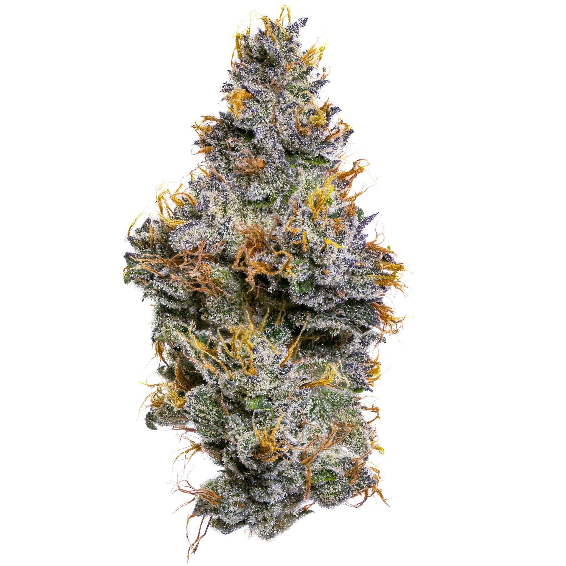 Fig Farms - Fig Farms | Sherbanger F2 | Big Buds - 1