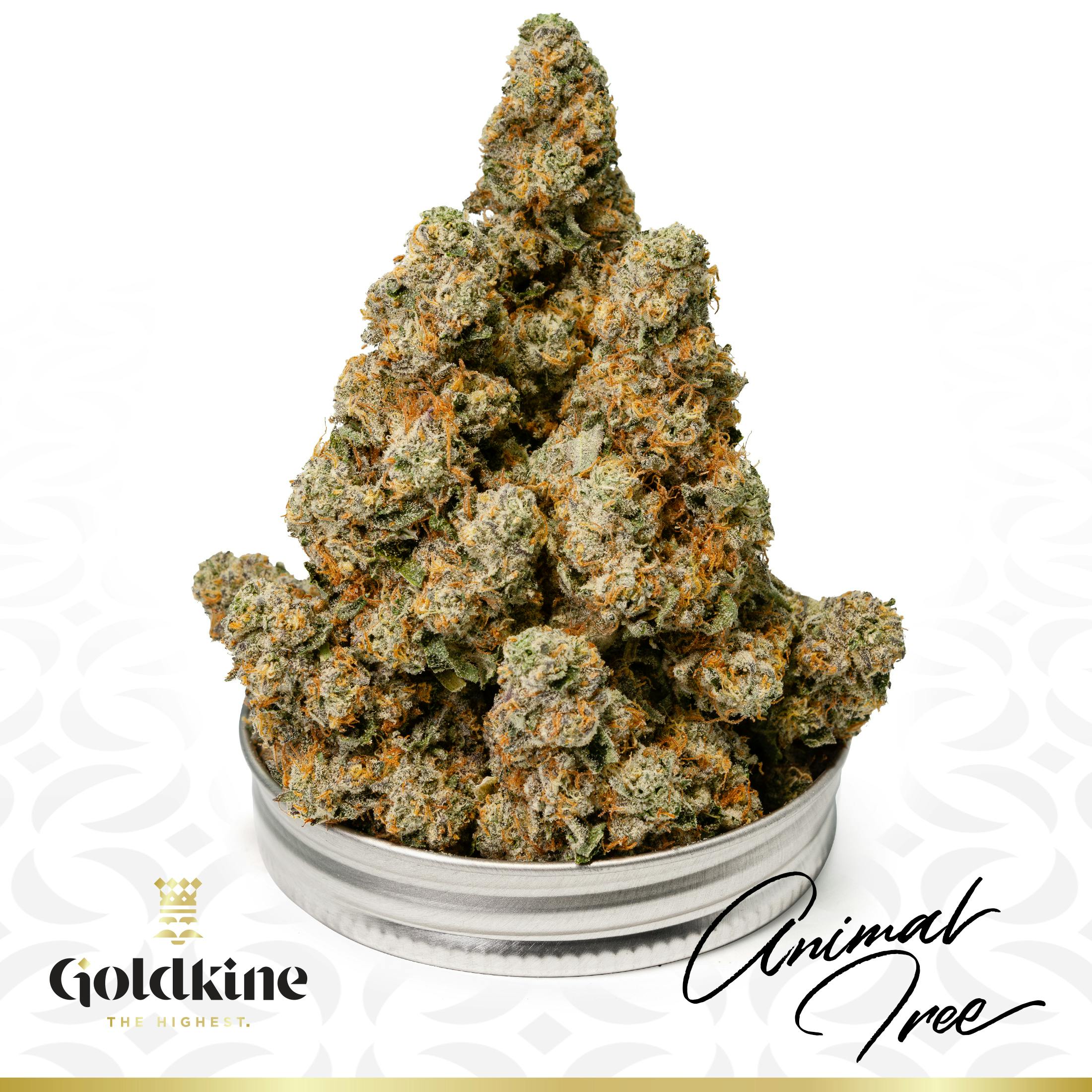 Goldkine - Goldkine Flower "Bigs" | Animal Tree - 1
