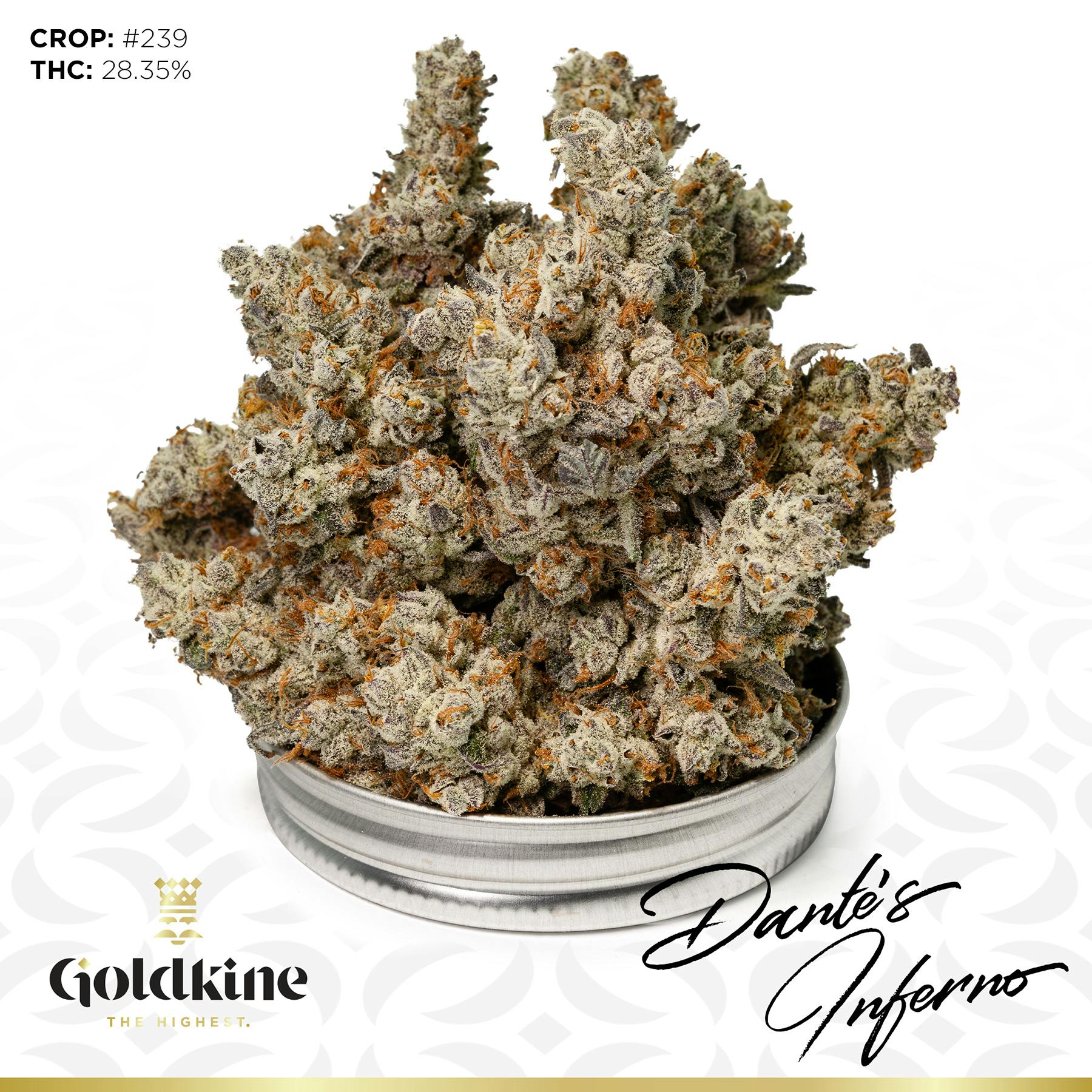 Goldkine - Goldkine Flower "Bigs" | Dantes Inferno - 1