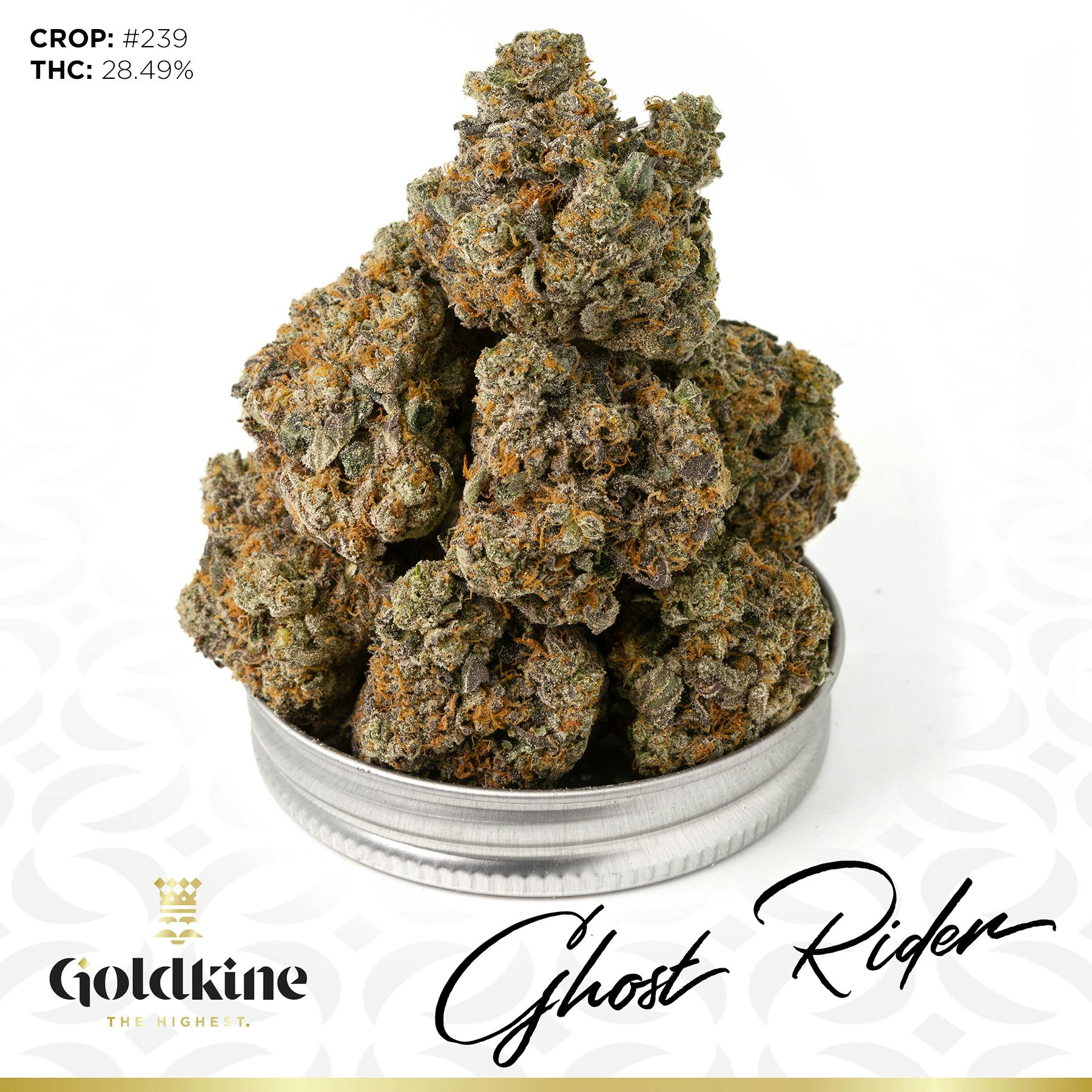 Goldkine - Goldkine Flower "Bigs" | Ghost Rider - 1