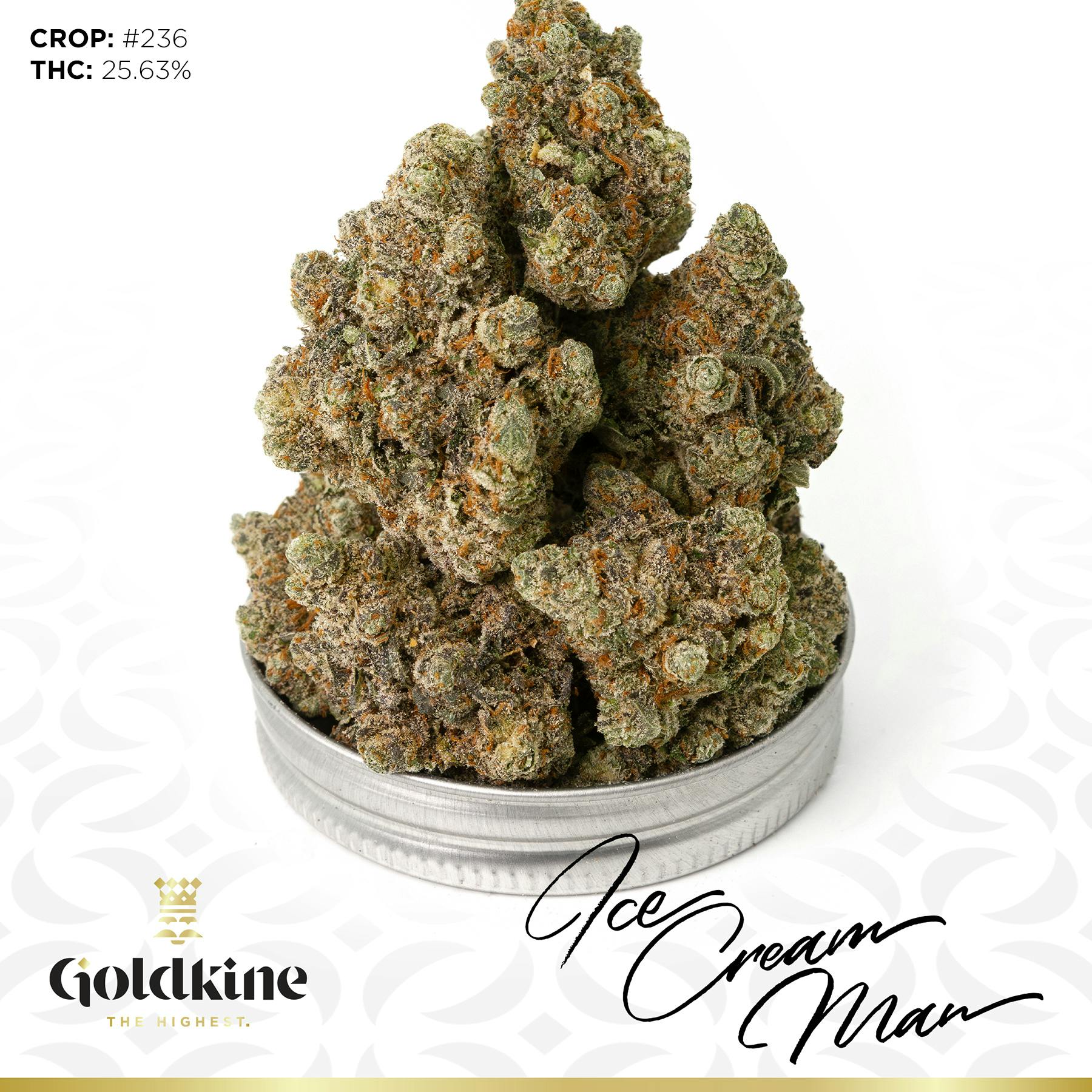 Goldkine - Goldkine Flower "Bigs" | Ice Cream Man - 1