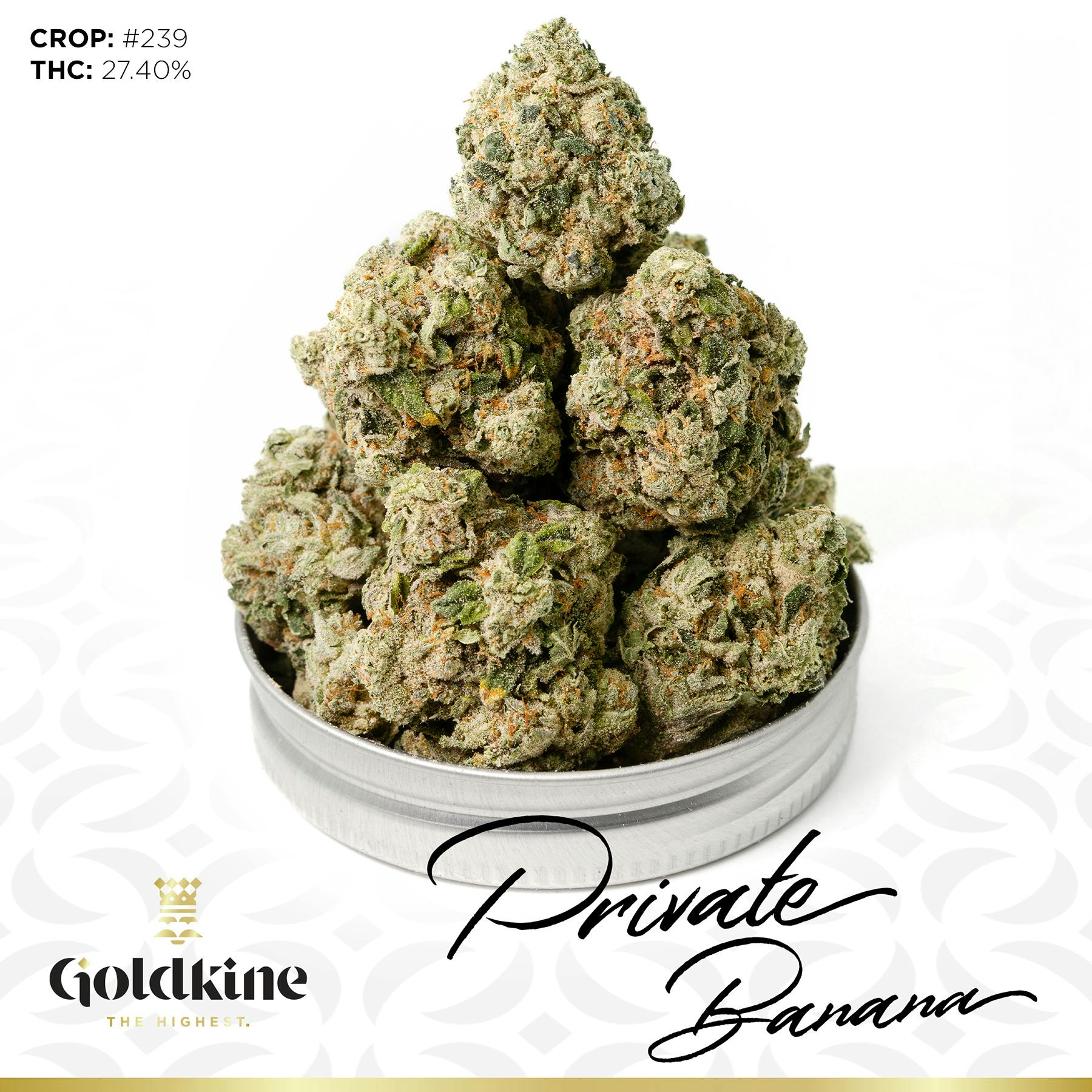 Goldkine - Goldkine Flower "Bigs" | Private Banana - 1