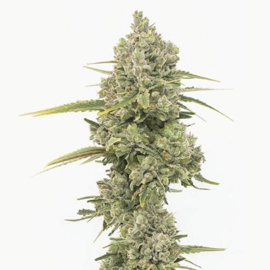Grown Rogue - Grown Rogue | Jack Herer | Flower - 1