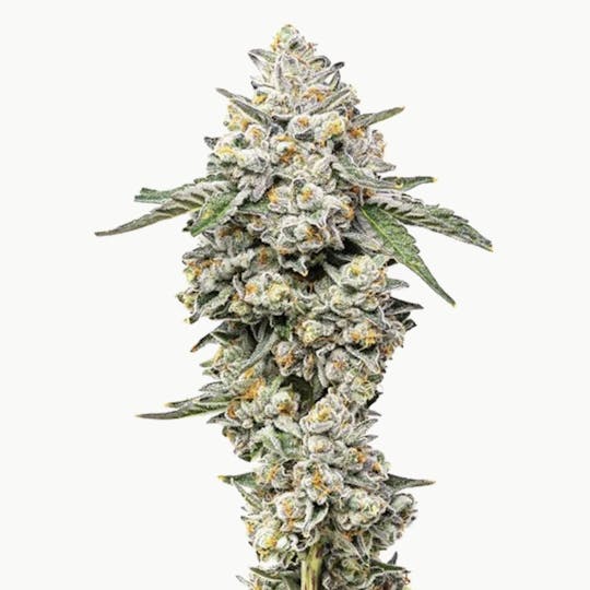 Grown Rogue - Grown Rogue | Georgia Pie | Flower - 1