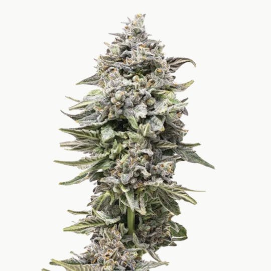 Grown Rogue - Grown Rogue | Biscotti Pie | Flower - 1