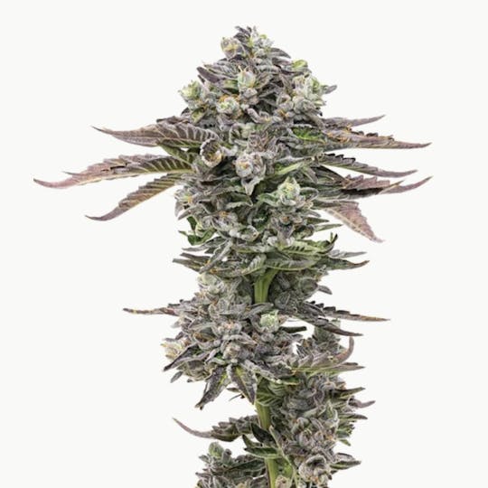 Grown Rogue - Grown Rogue | Biscotti | Flower - 1