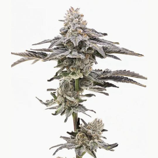 Grown Rogue - Grown Rogue | Gelonade | Flower - 1
