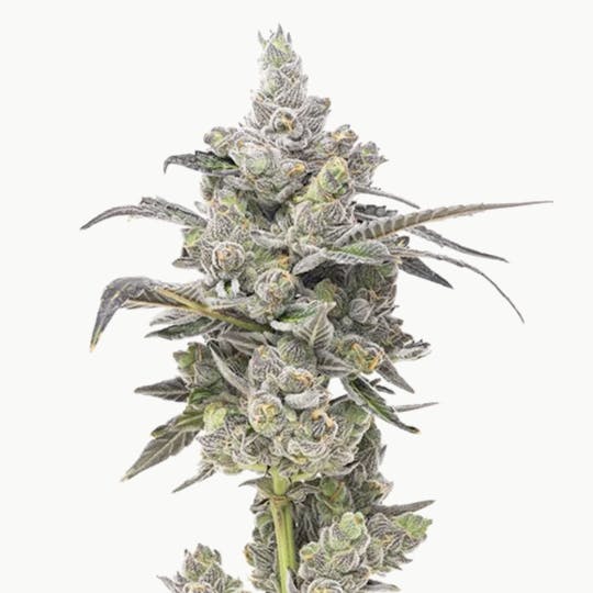 Grown Rogue - Grown Rogue | Apples & Bananas | Flower - 1