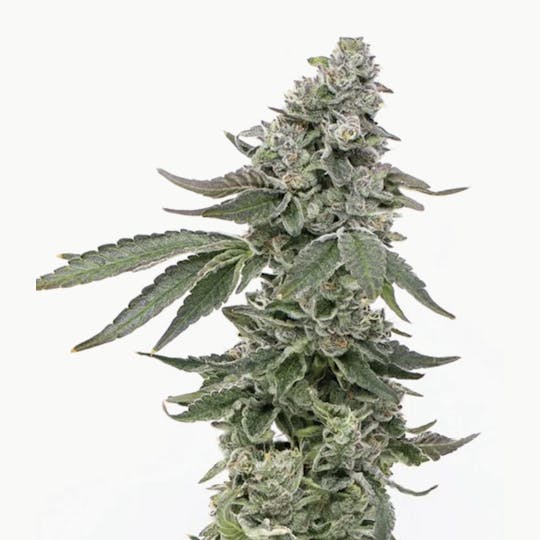 Grown Rogue - Grown Rogue | Grease Monkey | Flower - 1