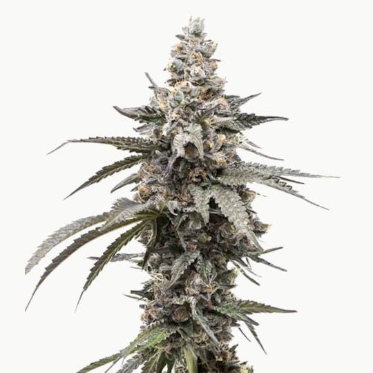 Grown Rogue - Grown Rogue | Ursula | Flower - 1