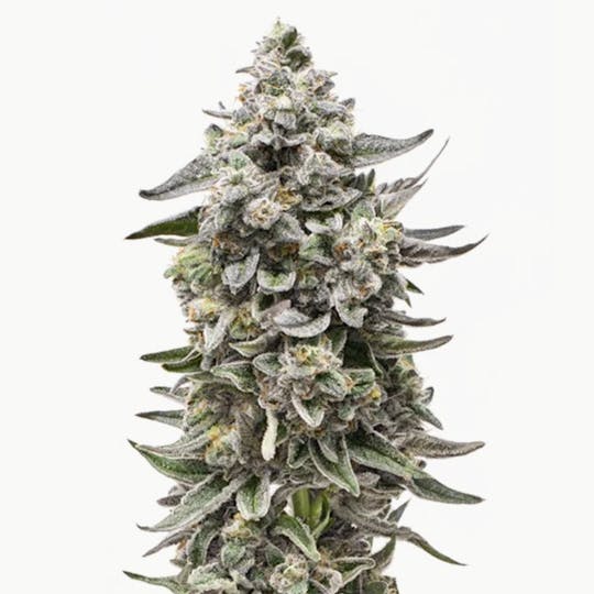 Grown Rogue - Grown Rogue | Blue Runtz | Flower - 1
