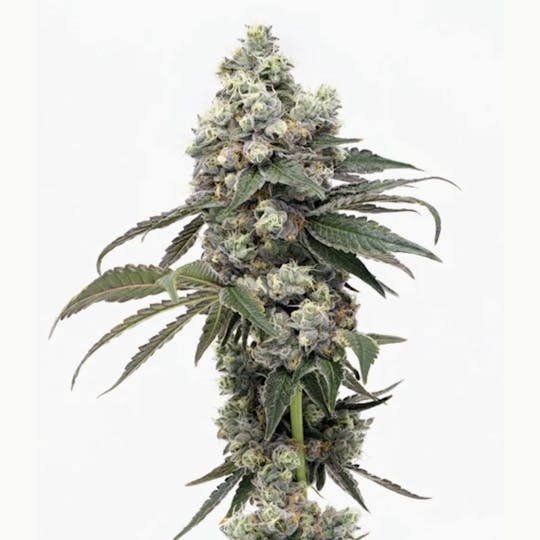 Grown Rogue - Grown Rogue | Gary Payton | Flower - 1