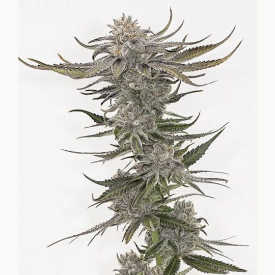 Grown Rogue - Grown Rogue | Gelato Punch | Flower - 1