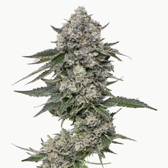 Grown Rogue - Grown Rogue | Sourdough | Flower - 1