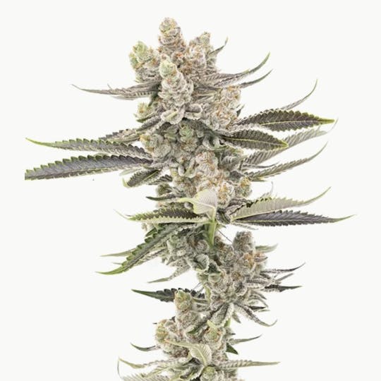 Grown Rogue - Grown Rogue | Strawberries & Cream | Flower - 1