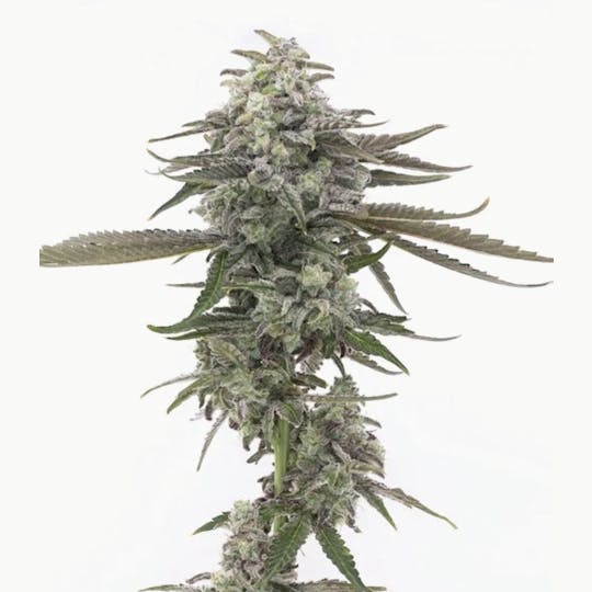 Grown Rogue - Grown Rogue | Mac #1 | Flower - 1