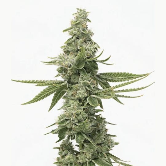 Grown Rogue - Grown Rogue | Duct Tape | Flower - 1