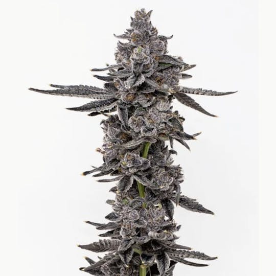 Grown Rogue - Grown Rogue | Runtz | Flower - 1