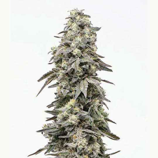 Grown Rogue - Grown Rogue | Kush Mints #11 | Flower - 1